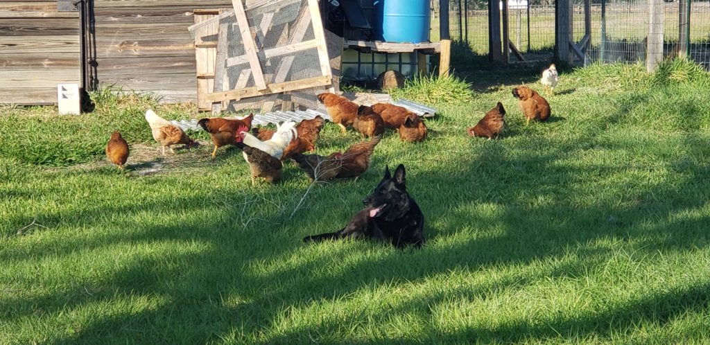 healthy chickens pasture raised